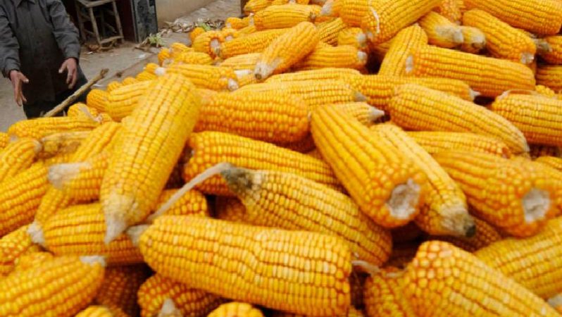 Milletlerarası mısır fiyatları Nisan ayını son iki yılın en yüksek aylık artışıyla kapatmaya hazırlanıyor